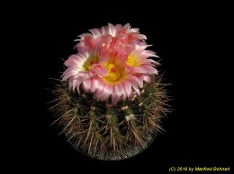 Notocactus roseoluteus 1040